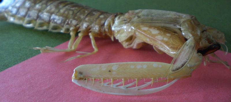 harpiosquilla harpax T.F.C. cephalon and mxp2.bmp